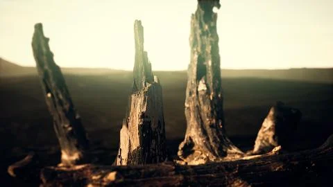 Logs and trunks after the forest fire Stock Illustration