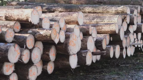 Logs are carefully stacked in a timber yard, awaiting their journey to various Stock Footage 289308739