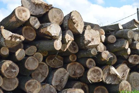 Logs are piled in a heap an front of the sawmill Foto stock