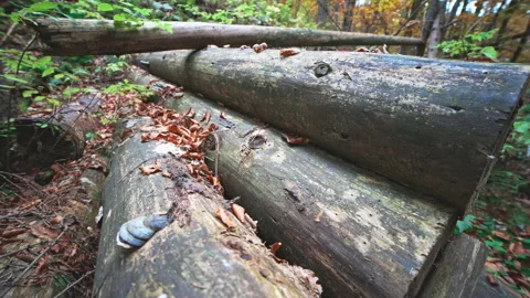 Logs are stacked in a clearing and strewn with leaves in the autumn Carpathian Stock Footage 170964055