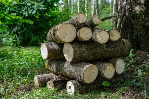 Logs are stacked in the forest. Foto stock