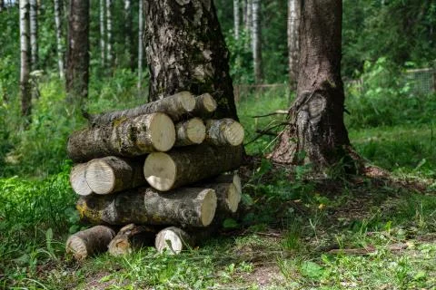 Logs are stacked in the forest. Stock Photos