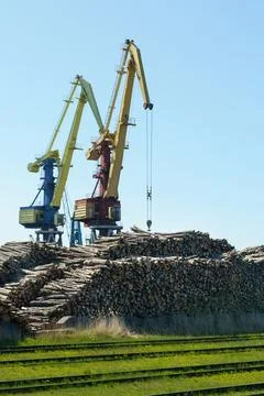 Logs are stacked in the port for loading onto ships. Stock Photos