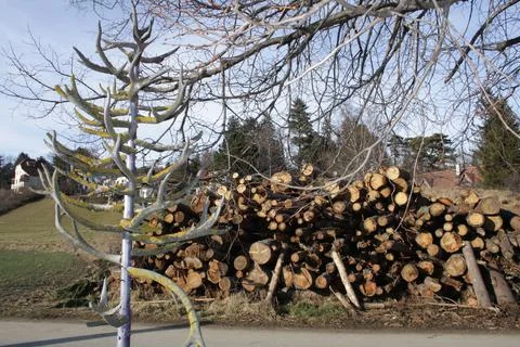 Logs. Austria Stock Photos