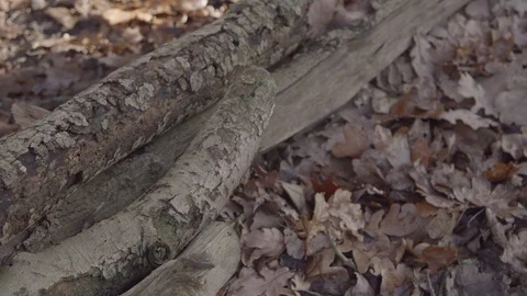 Logs on autumn leaves Stock Footage 86686374
