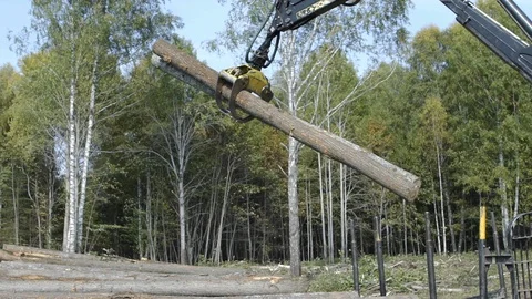 Logs being get by the clamp of the log grappler on summer season. Forest cutting Stock Footage 126384358