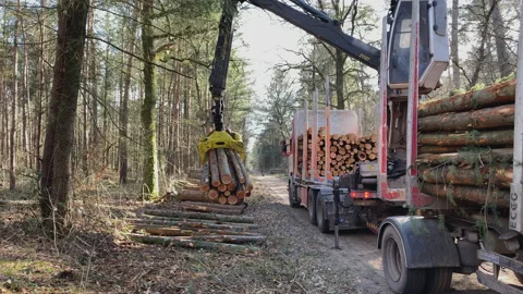 Logs being grabbed by a crane to put them on a truck with trailer Stock Footage 217831695