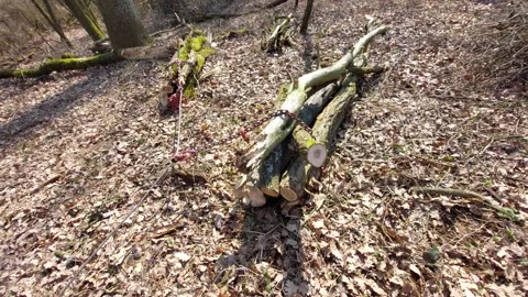 Logs being pulled through the forest by a winch and steel cable Vídeos de archivo 333642720