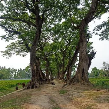 Logs, benches under the shadow of trees along the pathway in the public garden Stock Photos