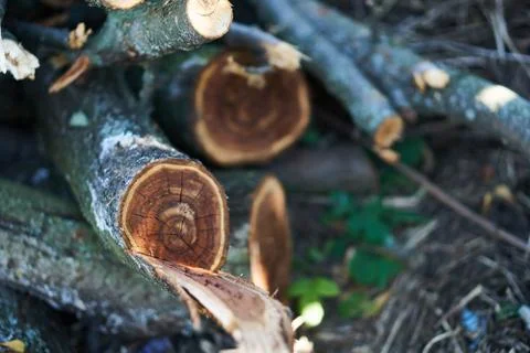 Logs bg Stock Photos