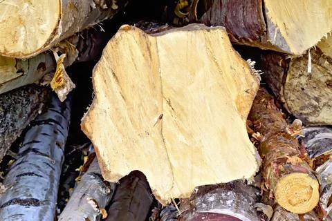 Logs birch The stack of finished birch and pine logs from the end of a clo... Stock Photos