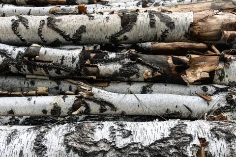 Logs of birch trees Stock Photos
