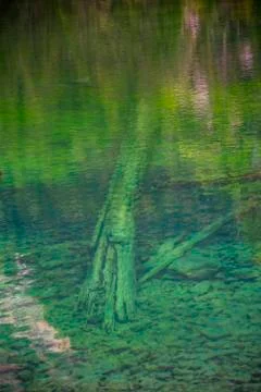 Logs on the bottom of the lake Stock Photos