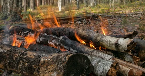 Logs burn in the bonfire in deep forest, close-up view Stock Footage 95799597