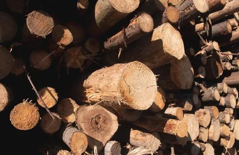 Logs close background and texture Stock-Fotos