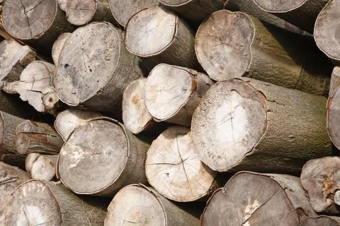 Logs close up Stock Photos
