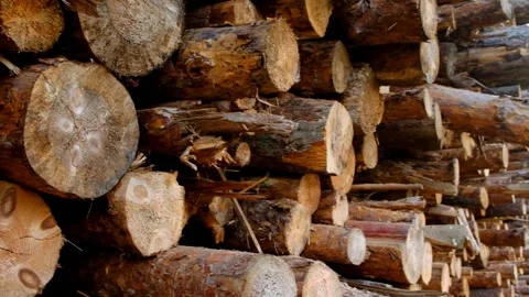 Logs close-up.Stacked timber logs.Tree trunks background. Stock Footage 153070582