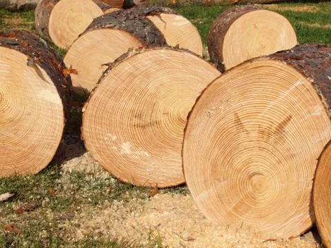 Logs of a conifer tree Stock Photos