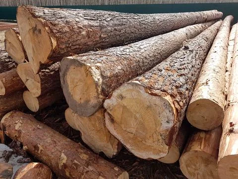 Logs of coniferous trees. Logging industry. Stock Photos