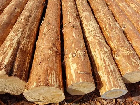 Logs of coniferous trees. Logging industry. Stock Photos