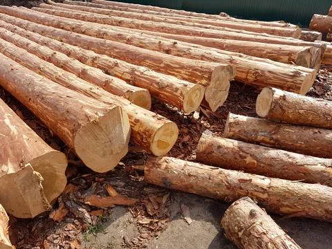 Logs of coniferous trees. Logging industry. Stock Photos