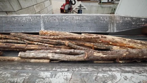 Logs on Conveyor System in Industrial Processing Facility Stock Footage 298075203