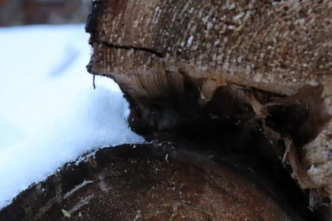 Logs covered by snow Foto stock