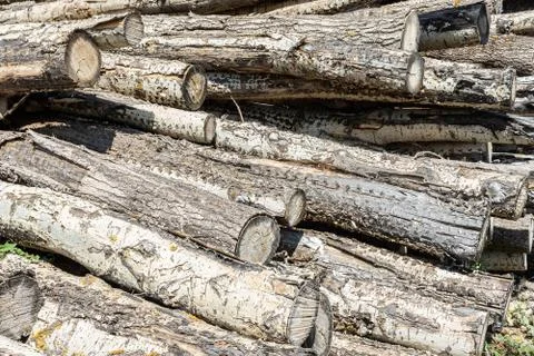 Logs cut down Stock Photos