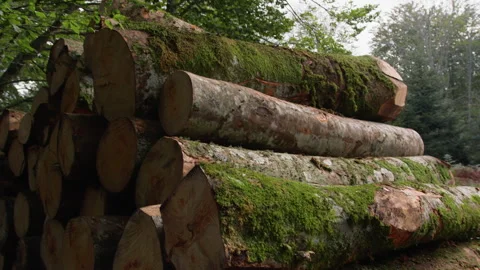 Logs cut in the forest Stock Footage 254178398