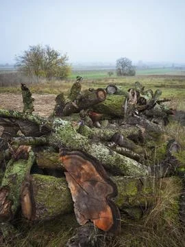 Logs of cutted wood from a tree Foto stock