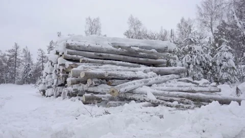 Logs at the Edge of the Forest Covered With Snow. Stacked in Stacks of Sawn Stock Footage 155450851