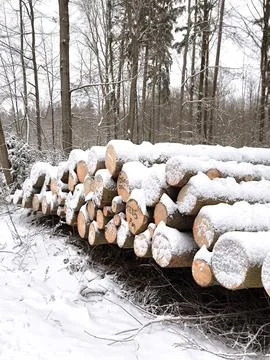 Logs of fallen trees in a winter forest during a snowfall. Stock Photos