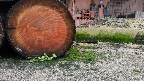 Logs of firewood Stock Footage 119795621