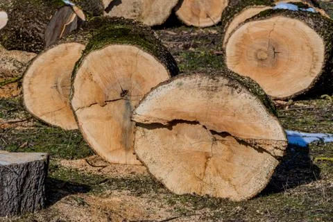 Logs for firewood Stock Photos