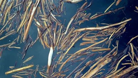 Logs floating in a river close up aerial Stock Footage 155610616