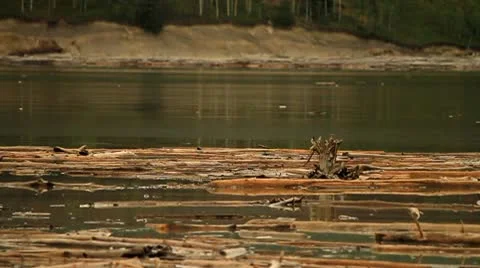 Logs floating in river Stock Footage 10750285