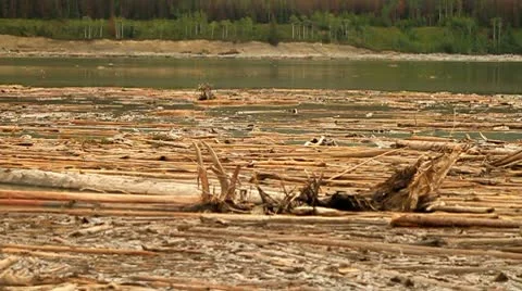 Logs floating in river Stock Footage 10750311