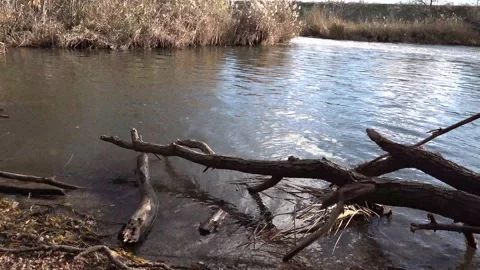 Logs floating in a river Stock Footage 144704531