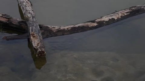 Logs floating on water Stockbeeldmateriaal 64282009