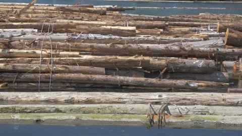 Logs floating in water Stock Footage 297844077
