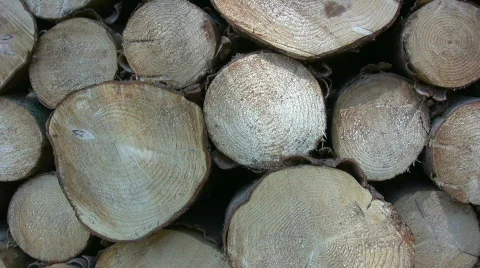 Logs Video stock 376164