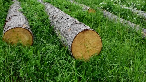 Logs Stock Footage 110840108