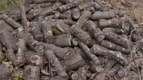 Logs Stock Footage 283375468