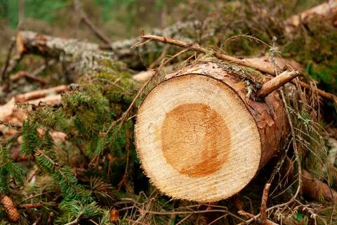 Logs in the forest are used for logging, construction of wood Stock Photos