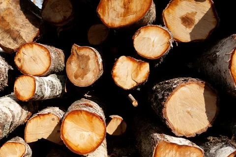 Logs in the forest are used for logging, construction of wood Stock Photos