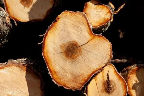 Logs in the forest are used for logging, construction of wood Stock Photos