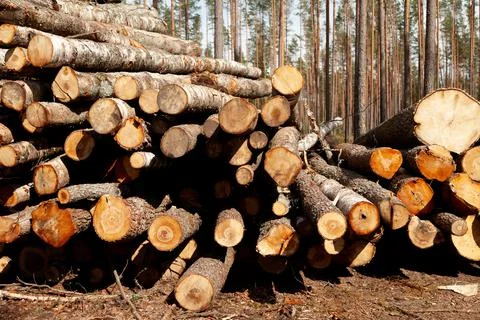 Logs in the forest are used for logging, construction of wood Stock Photos