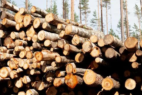 Logs in the forest are used for logging, construction of wood Stock Photos