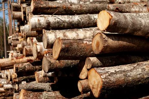 Logs in the forest are used for logging, construction of wood Stock Photos