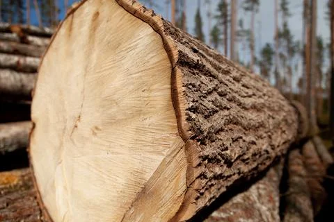 Logs in the forest are used for logging, construction of wood Stock Photos